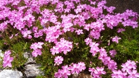 治療院春の花