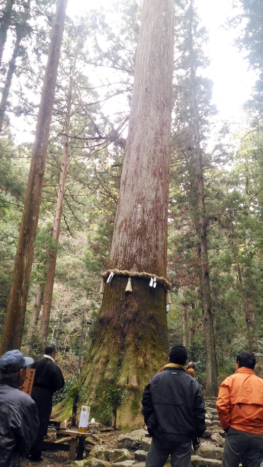 新城市観光協会ブログ 傘杉 注連縄 しめなわ 奉納