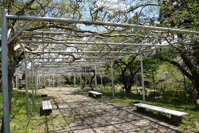 新城 勝手に応援隊 桜淵公園 ふじ棚 のフジの花間もなく見ごろに