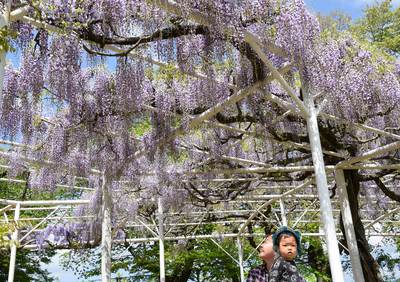 新城 勝手に応援隊 桜淵公園 ふじ棚 のフジが花見ごろに