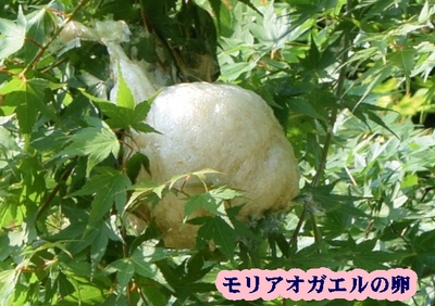木の上のモリアオガエルの卵