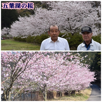 「岩波ざくら１本から百本へ」など桜プロジェクト