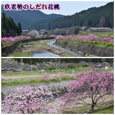 「岩波ざくら１本から百本へ」など桜プロジェクト