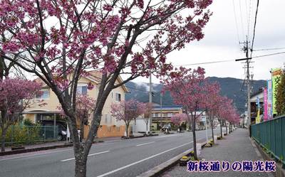 「岩波ざくら１本から百本へ」など桜プロジェクト