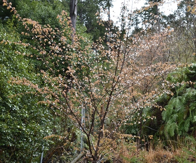 東泉寺里山・・・９年目の桜