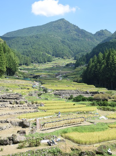 四谷千枚田の稲刈り本格化