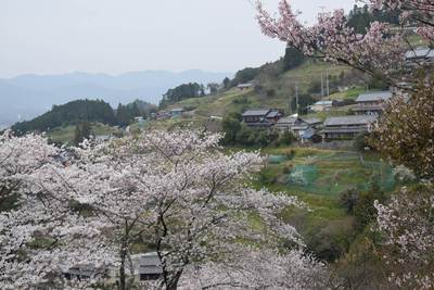 市川の桜きれいです・・・今週末「市川さくらを愛でる会」開催