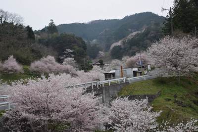 市川の桜きれいです・・・今週末「市川さくらを愛でる会」開催