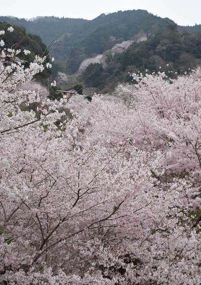 市川の桜きれいです・・・今週末「市川さくらを愛でる会」開催