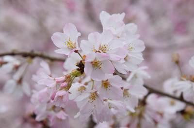 市川の桜きれいです・・・今週末「市川さくらを愛でる会」開催