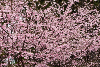 東泉寺里山・・・９年目の桜