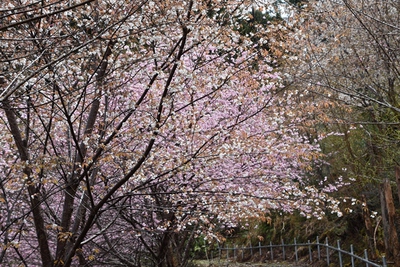 東泉寺里山・・・９年目の桜