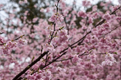 東泉寺里山・・・９年目の桜