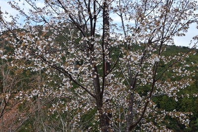 東泉寺里山・・・９年目の桜