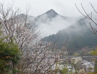 東泉寺里山に桜咲く