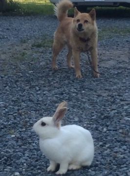 ウサギと犬