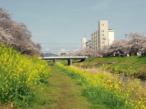 豊川市 佐奈川の桜