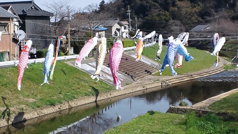 音羽川の鯉のぼりと・・・