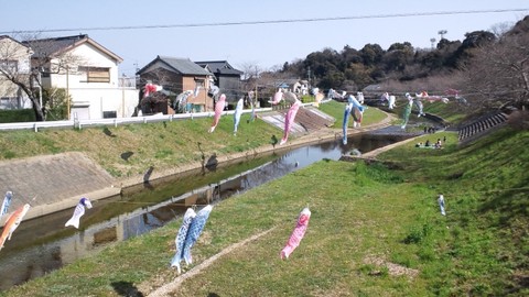 音羽川の鯉のぼりと・・・
