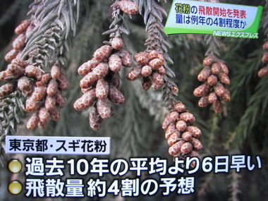 2010のスギ花粉