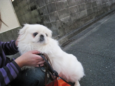 何て犬ですか？
