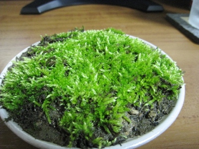 その後の苔　コケ