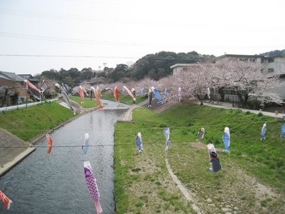 音羽川の桜　西部中学校　岡本橋