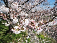 音羽川の桜　御油大橋