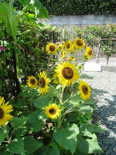 暑さに負けるな～！熱中症に注意！