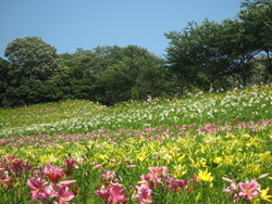 秘密の花園メイシーカフェではない花園♪