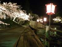 栃尾温泉の夜桜【2010年5月3日】