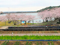 桜見ごろを迎えています（初立池公園）