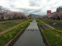 豊川イオン横で花筏（はないかだ）