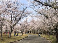 お花見に行ってきました。