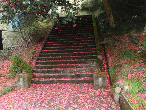 寒狭川上流域の田峯の春を往く