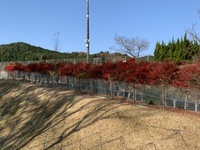 作手の紅葉