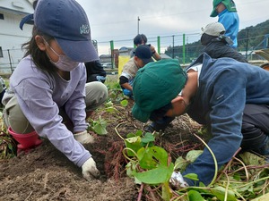 今日の収穫　〜さつまいも〜