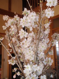 奥三河の我が家で花見、桜の？