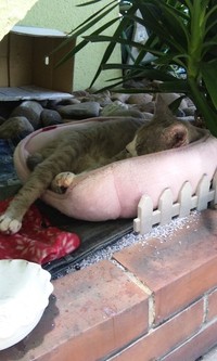 ノラ次朗にっき