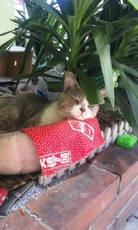 ノラ次朗にっき