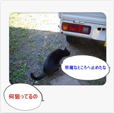 ひっかかれた～～～～