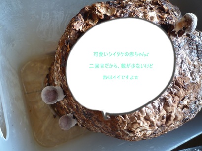 可愛いでしょ♪　数も可愛い（笑）