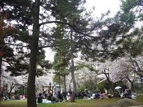 寒いお花見