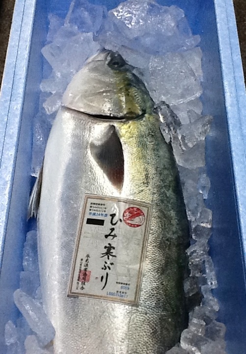氷見  寒ぶり入荷〓