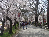 岡崎桜祭りの魅力