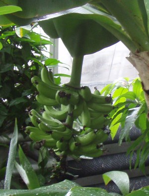 あおいパークの植物園
