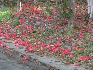 桜も椿も散々と　