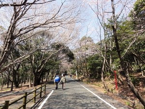 桜を見に行きました・・・