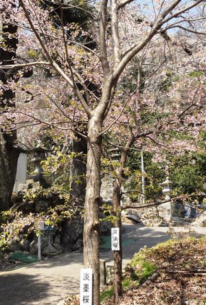 桜を見に行きました・・・