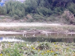 豊川の中流域で野鳥がいる所？